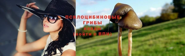 прущие грибы Верея